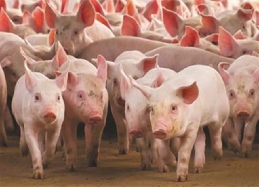 Crece 7% la producción porcina en el primer cuatrimestre