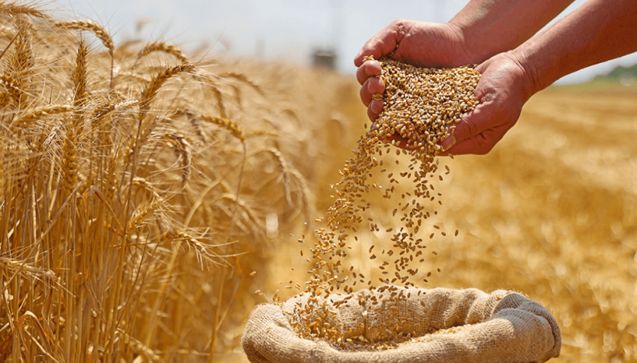 En el primer semestre, las exportaciones del agro generaron casi 4.000 millones de dólares más que en 2023
