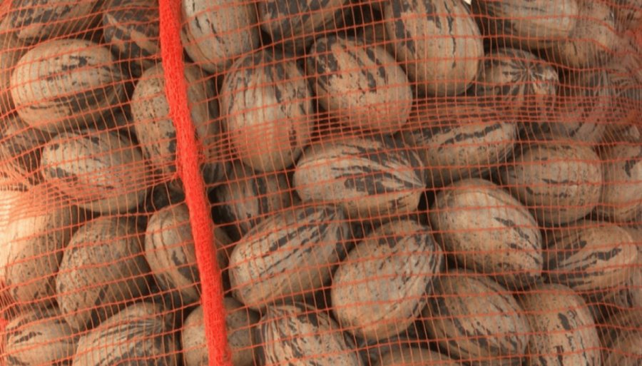 Un hito para la nuez pecán en Argentina: Desde Entre Ríos, partió la primera exportación a China