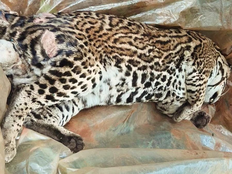 Misiones: Investigan un nuevo caso de atropellamiento de fauna en la provincia, apareció un gato onza muerto en en la zona de Paraje Itatí