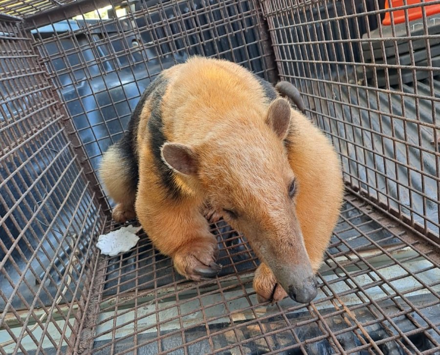 Misiones: Rescataron a un oso hormiguero herido sobre la Ruta Provincial N° 4 en el Municipio de Dos Arroyos