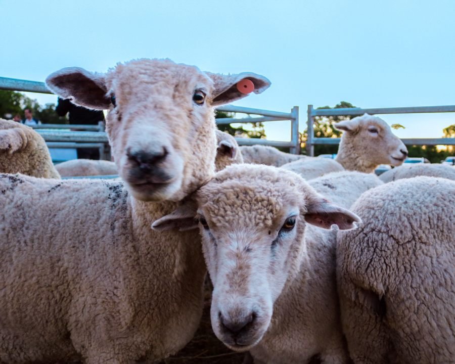 Misiones: La Cuenca Ovino-Caprina Zona Sur acordó un plan de trabajo para ordenar la producción y mejorar la comercialización