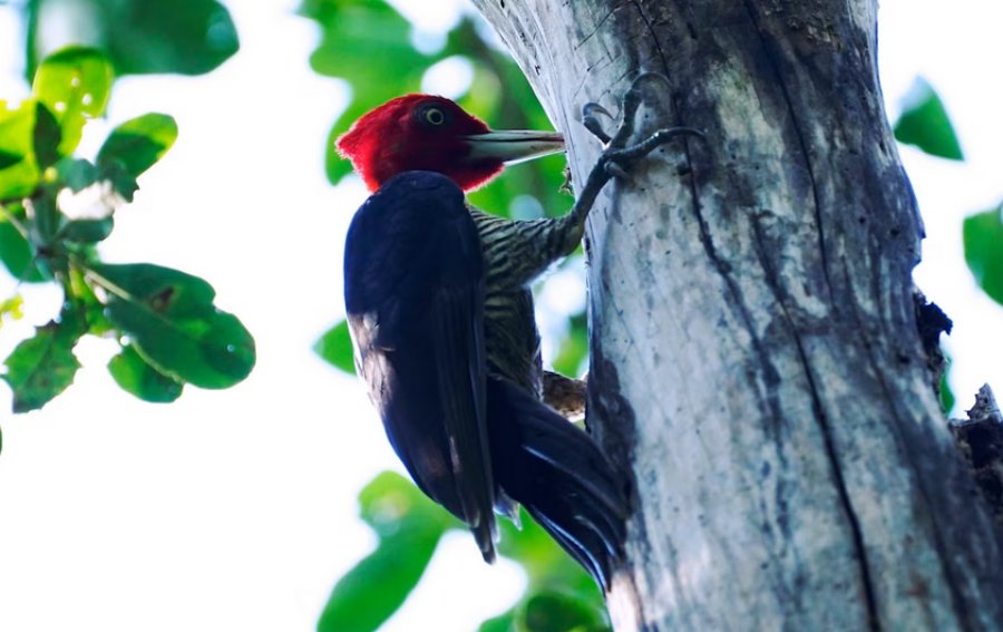 Científicos identificaron un sorprendente mecanismo de los pájaros carpinteros para perforar madera