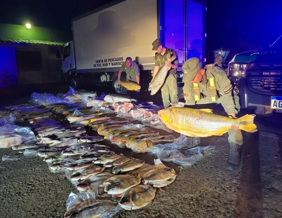 Gendarmes secuestraron 720 kilos de pescado: Se trataban de 444 piezas ícticas