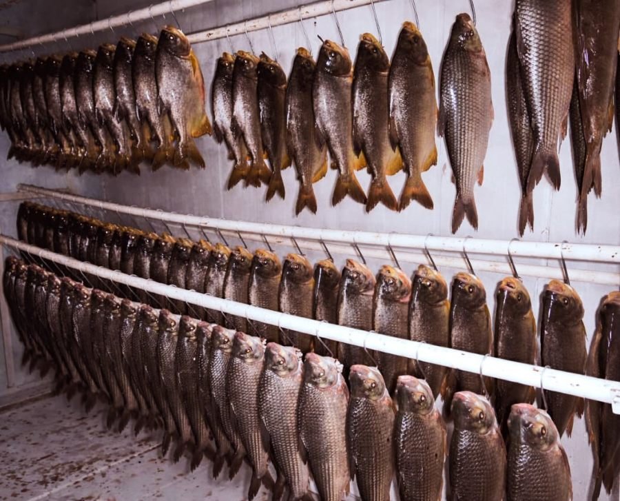 En el marco de Semana Santa, la provincia de Misiones fortalece la acuicultura con una nueva cosecha de cinco mil kilos de pescado