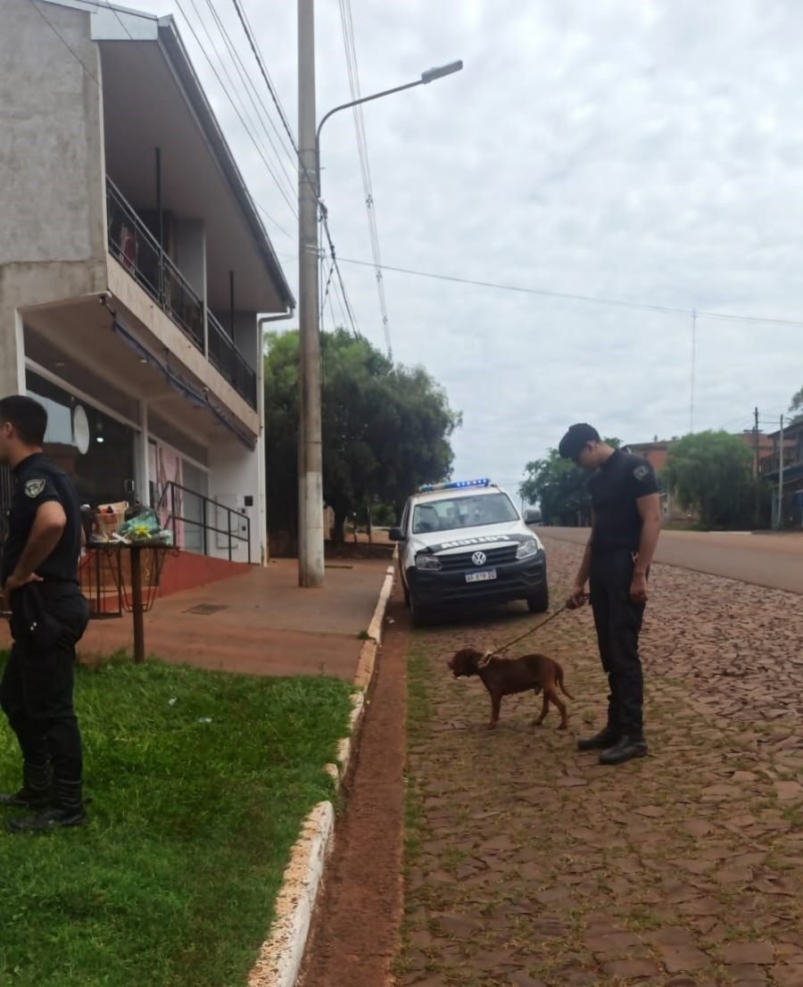 Jardín América: Hallaron un pitbull herido que deambulaba asustado desde la madrugada y buscan a su dueño, el can presentaba lesiones en la cabeza