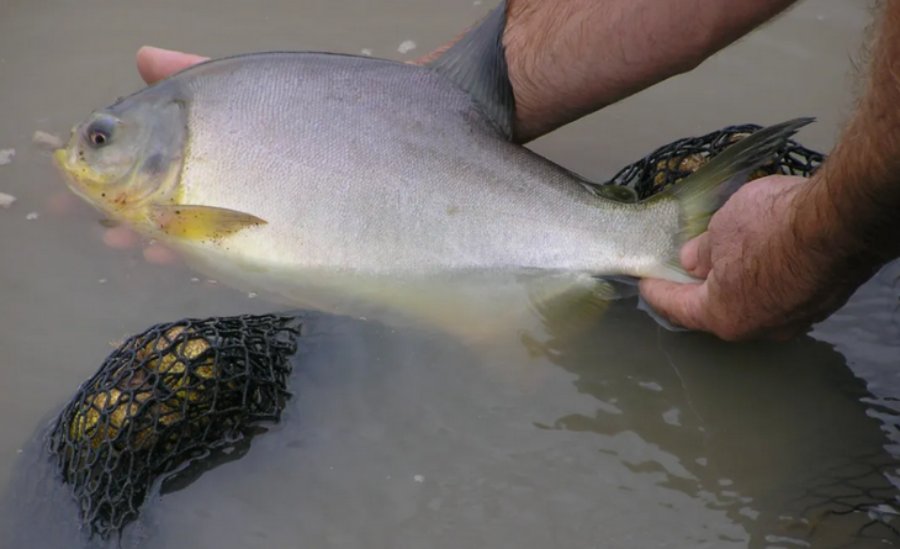 Nuevas estrategias para diversificar y ampliar la oferta de pescado en la provincia de Misiones