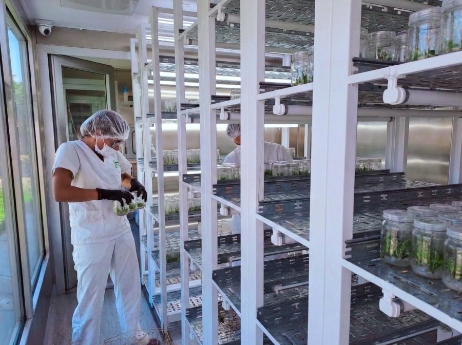 Biofábrica Misiones instalará un Phytolab pra producir kiwi