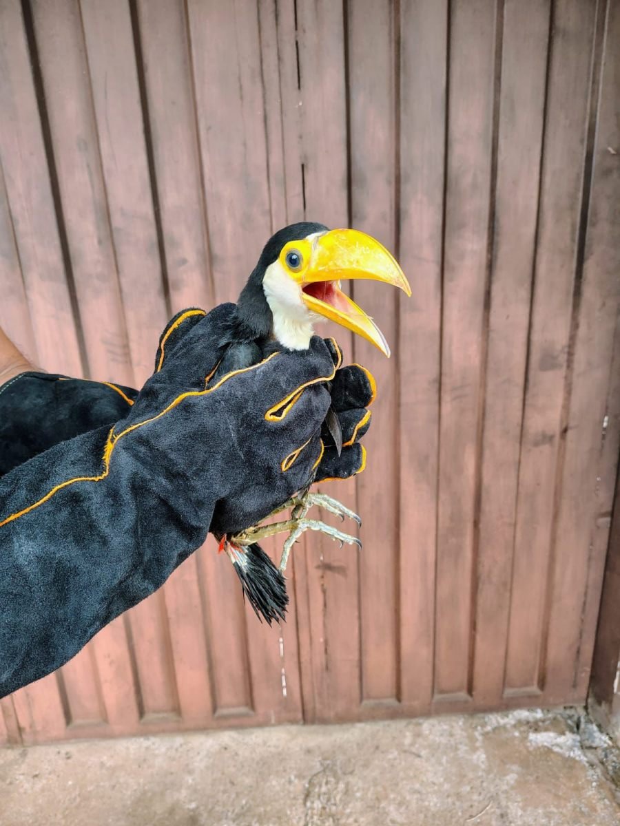 Posadas: Vecinos llamaron al 911 por un pichón de tucán en riesgo y la Policía de Misiones lo rescató