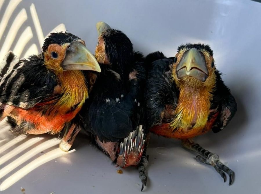 Misiones: En una jornada marcada por el compromiso ambiental, tres operativos permitieron rescatar y resguardar a ejemplares de fauna silvestre