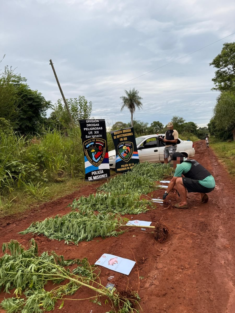 La Policía de Misiones detectó una plantación de marihuana oculta en un pinar en el Municipio de San Ignacio, los patrullajes continúan para determinar si habría más plantaciones en la zona