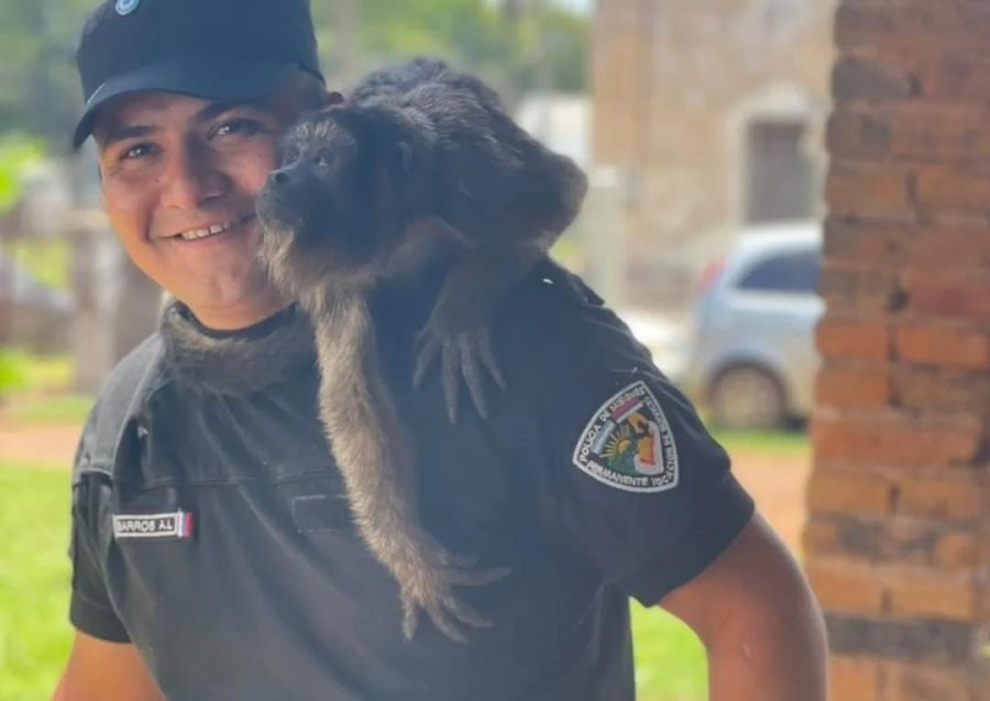 Misiones: Un mono carayá sorprendió a una familia y terminó rescatado en un barrio de la localidad de San José