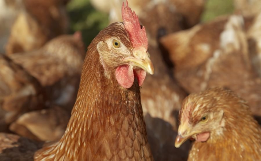Tres innovaciones en vacunas aviares marcan un hito para la sanidad y competitividad del sector