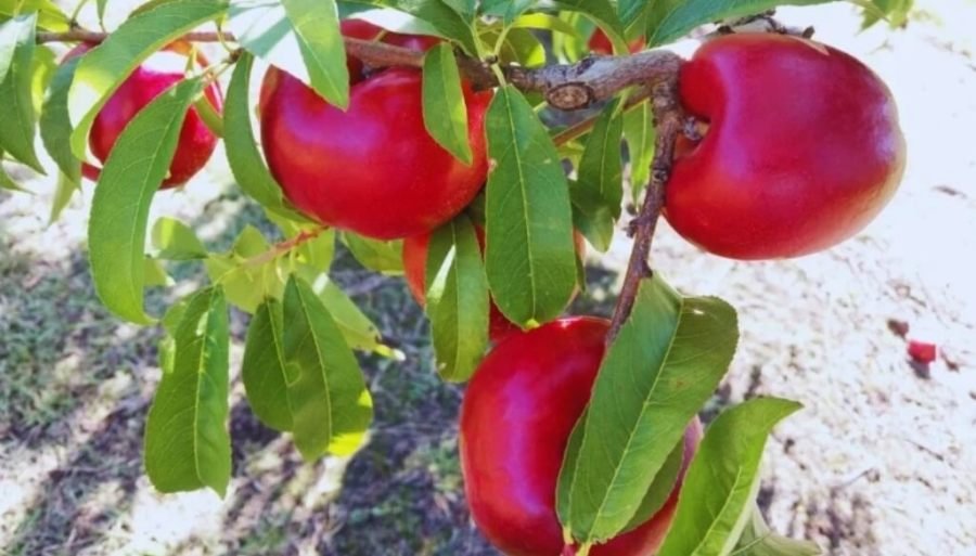 Pionero INTA: La nectarina nacida en San Pedro que resiste más de 47 días y tiene potencial exportador