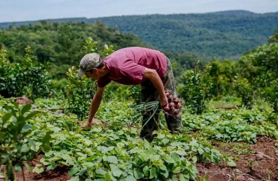 Productores misioneros acceden a reintegros del 20% en insumos a través del Ahora Chacra: Todos los detalles