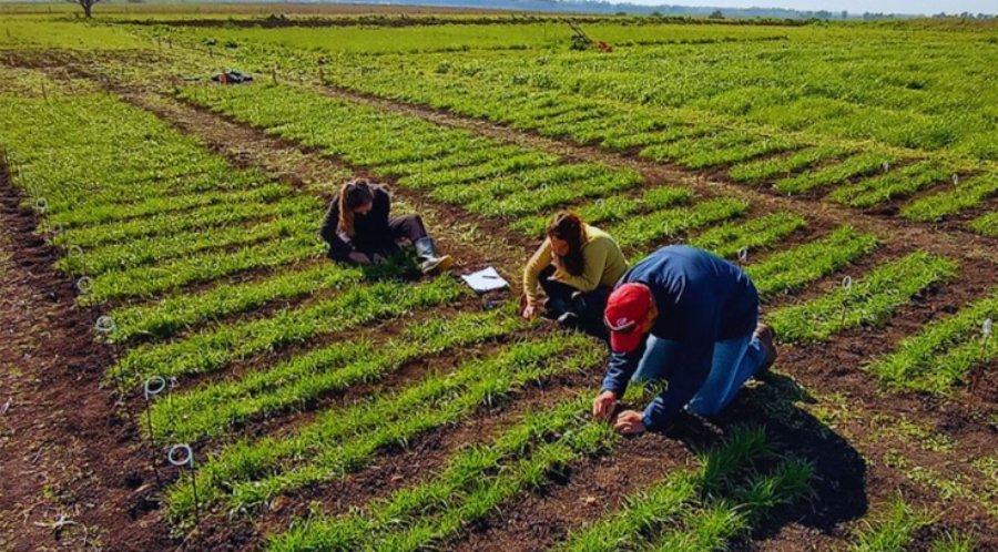 Con el objetivo de fortalecer la producción forrajera, el INTA presentó tres nuevas variedades de raigrás anual