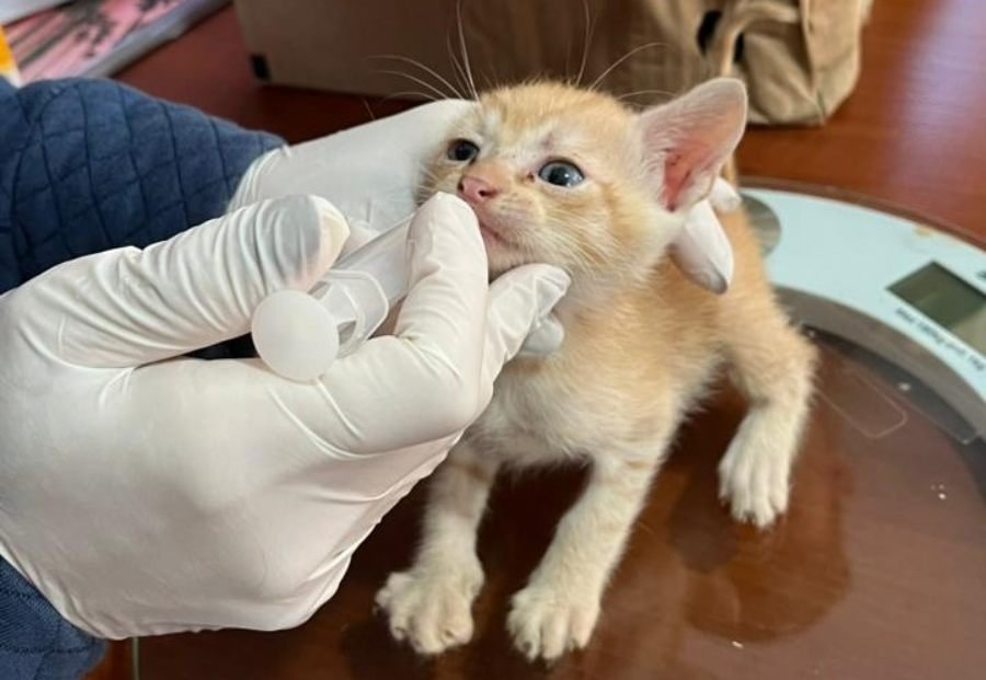Abandonados a su suerte pero rescatados por la Policía de Misiones: Cachorros y gatitos salvaguardados, fue en la ciudad de Posadas y la localidad de Jardín América