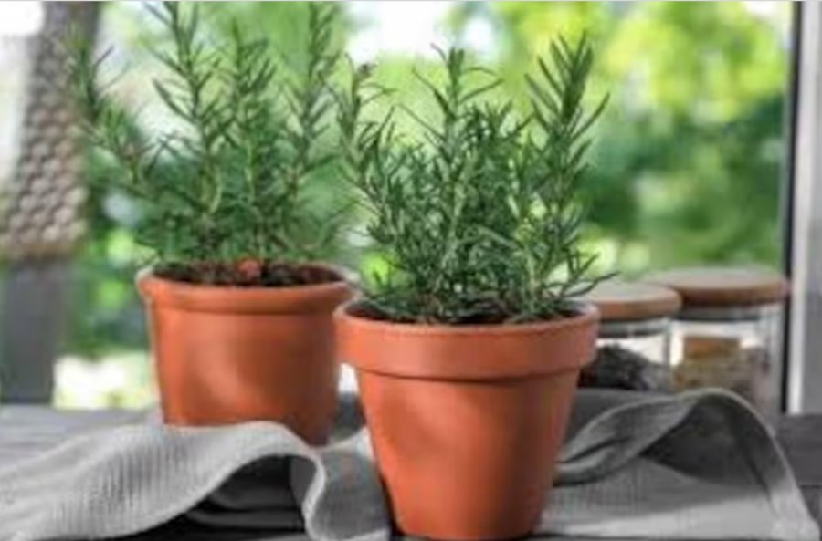 Los beneficios de colocar una planta de romero en la ventana de la casa