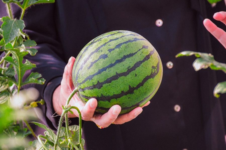 Se realizará una capacitación sobre producción de sandía y melón contra estación en la provincia de Misiones