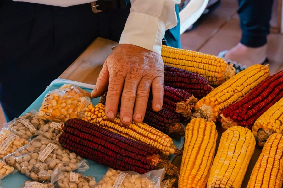 Especialistas y agricultores de cuatro países se encuentran en Misiones para trabajar sobre semillas y biodiversidad