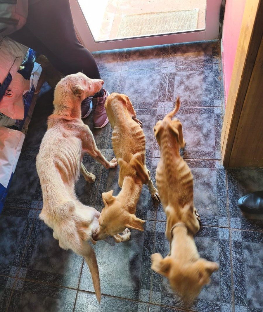 La denuncia de una proteccionista permitió que la Policía de Misiones rescatara e iniciara una causa por crueldad animal en la localidad de Santo Pipó