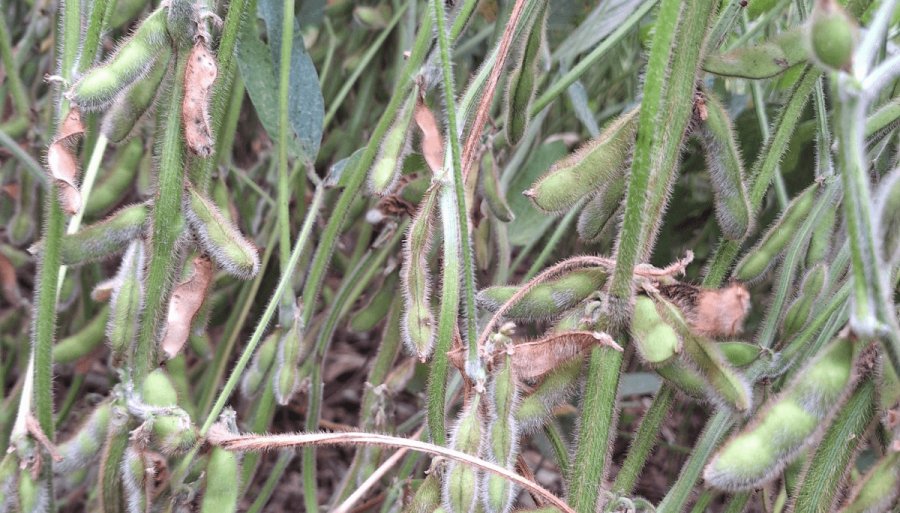 “Grave situación productiva”: Se multiplican los alertas por la sequía en la zona núcleo