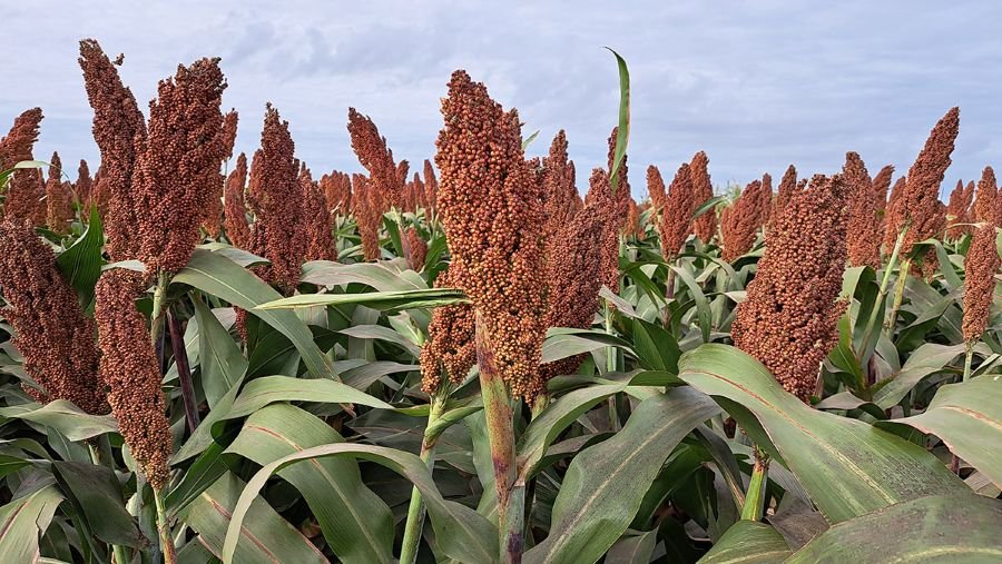 El sorgo no hospeda chicharrita y se consolida como negocio