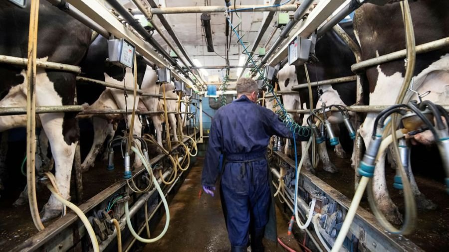 La producción lechera está en alza y las exportaciones son las más altas en 14 años