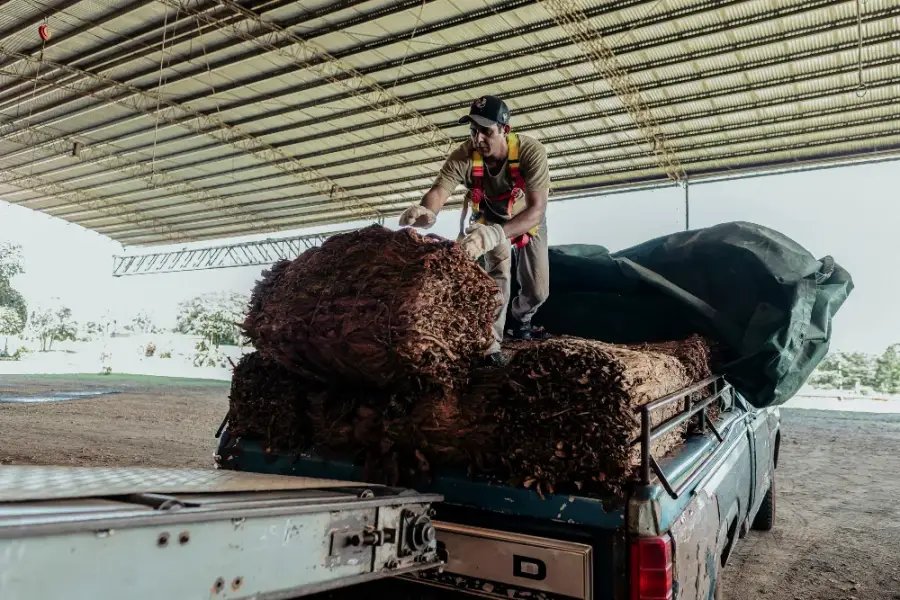 Productores tabacaleros de la provincia de Misiones prevén superar los 32 millones de kilos acopiados en una histórica cosecha