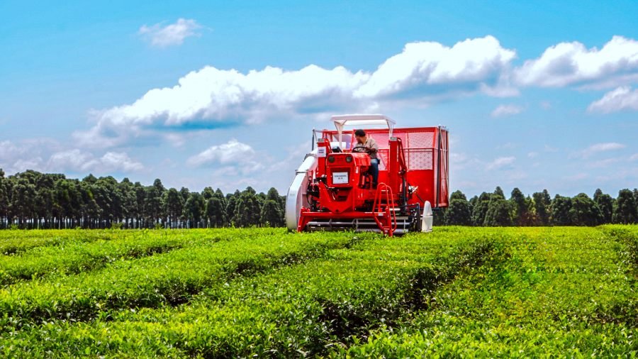 Tecnología y producción orgánica: La provincia de Misiones impulsa una nueva edición de las jornadas tecnológicas del té
