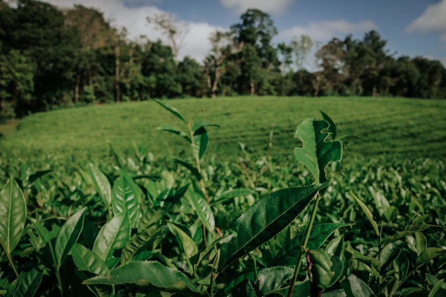 La cartera agraria de la provincia de Misiones publicó un informe sobre la zafra tealera 2025-2026