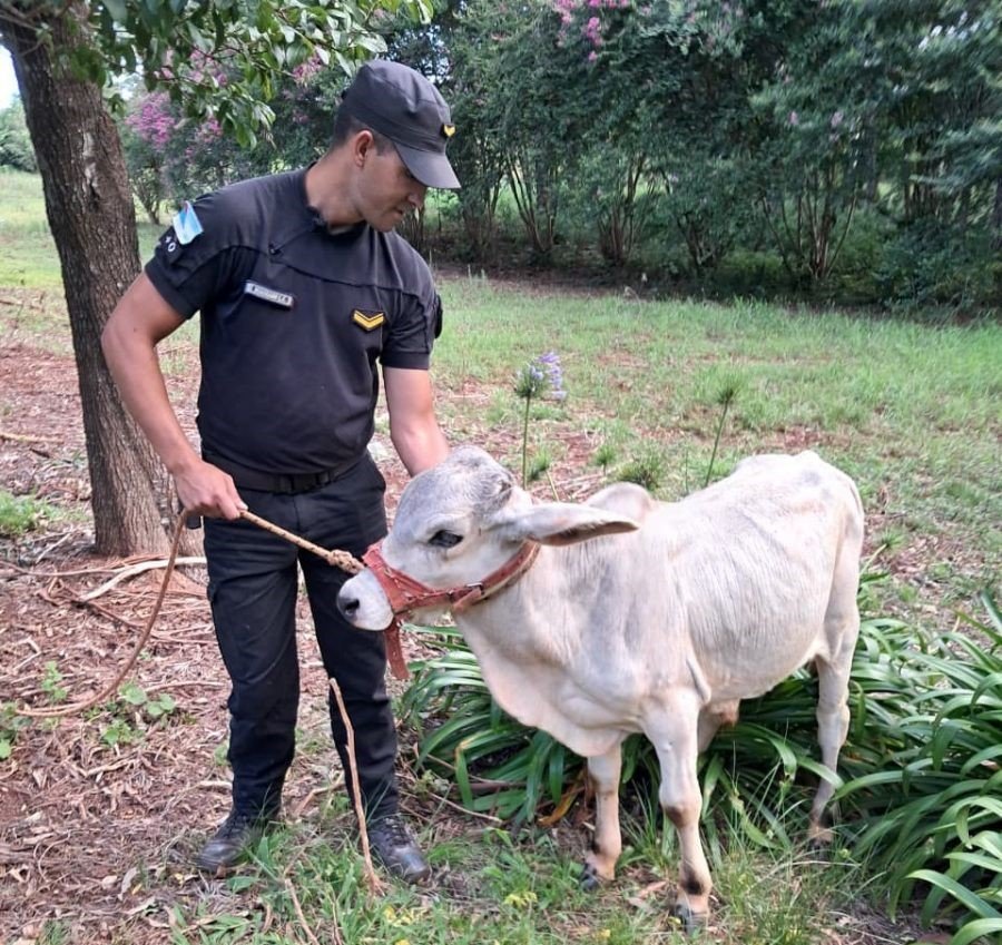 Rápido despliegue de la Policía de Misiones frustró el robo de un ternero en zona rural del Municipio de Campo Ramón