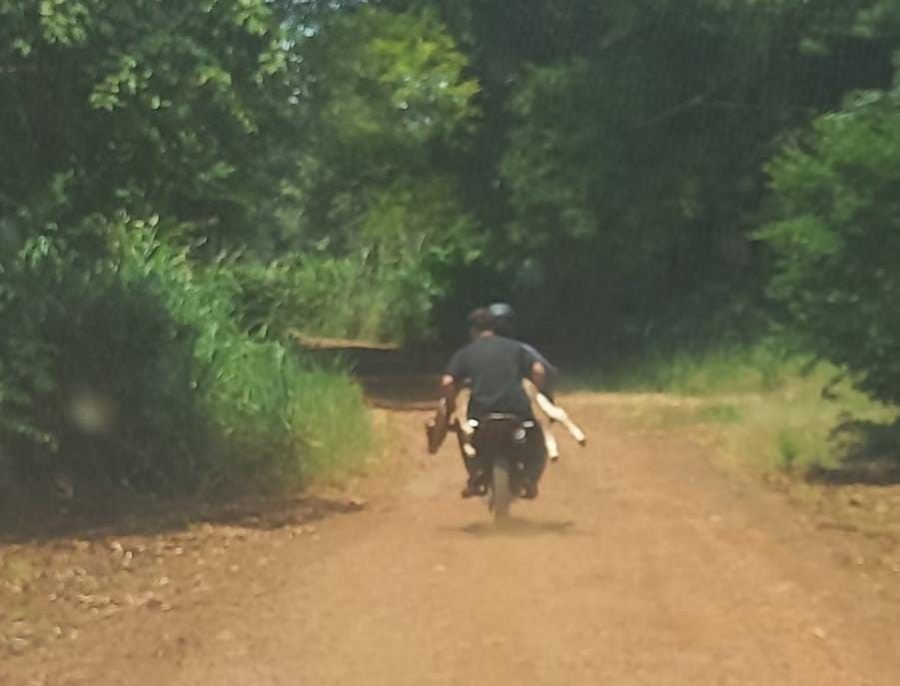 Eldorado: Huían en motocicleta con un ternero robado y fueron atrapados tras una persecución policial en zona rural