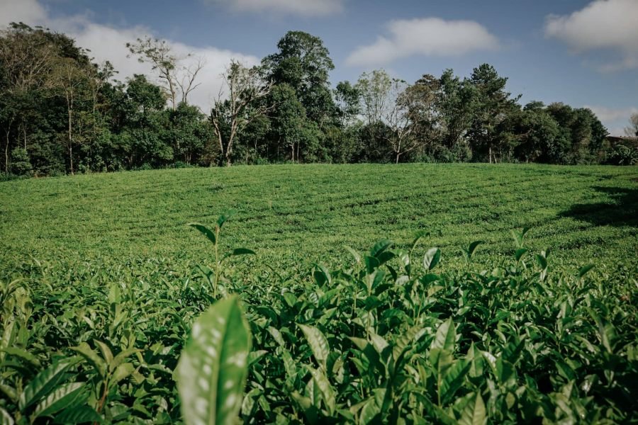 Empresas misioneras ya integran la indicación geográfica “Té Argentino”, un hito histórico para el sector tealero
