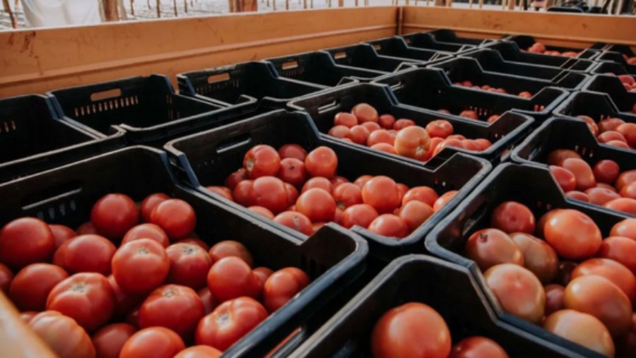 Misiones: El Centro Hortícola del Municipio de San Vicente bate récord con la producción de más de cien toneladas de tomate