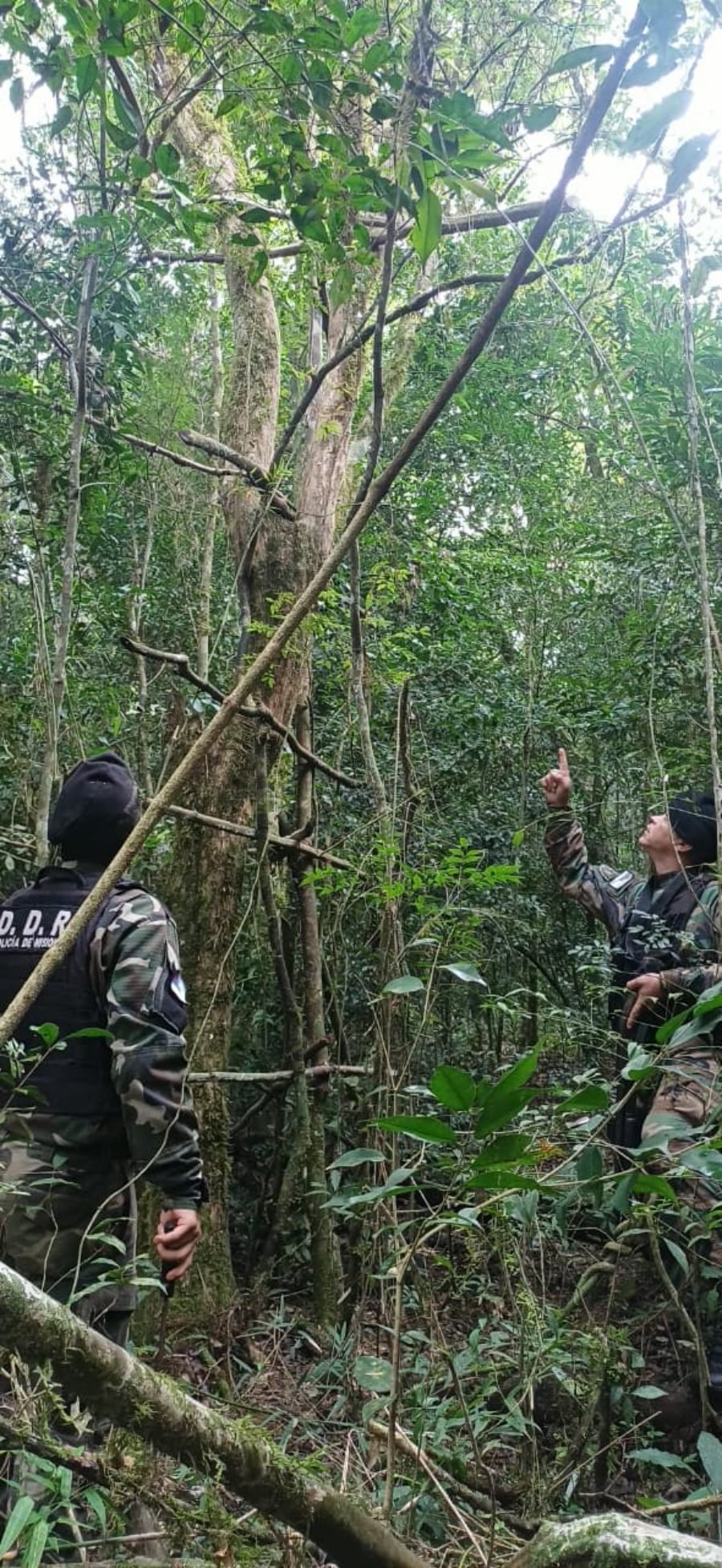 Detectaron y destruyeron trampas usadas de caza furtiva en un monte en la localidad misionera de Gobernador Roca