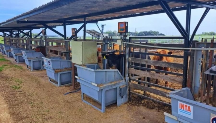 Con trazabilidad electrónica, la ganadería “conecta” con una nueva forma de tomar decisiones