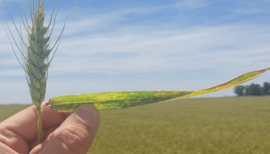 Trigo: Se sembraron más hectáreas de las previstas y el Gobierno también avizora una supercosecha