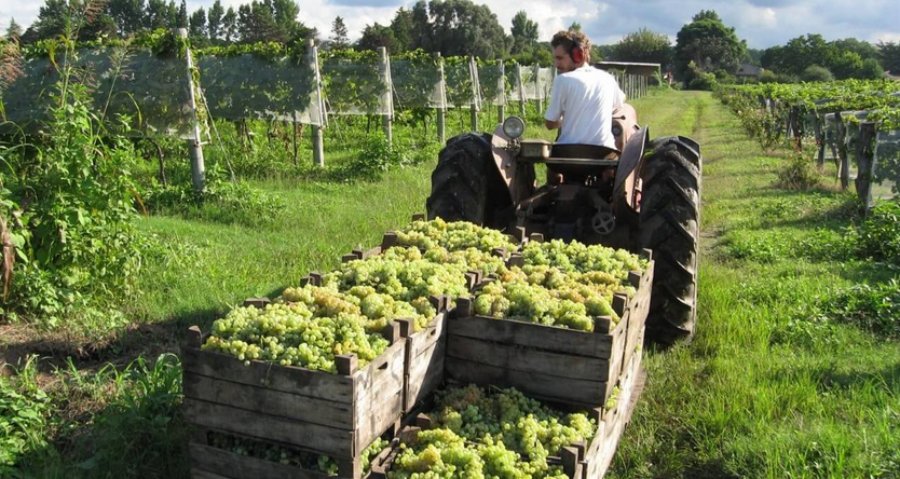 La vendimia no está de fiesta: Se tensó el conflicto salarial y convocan a un paro el viernes