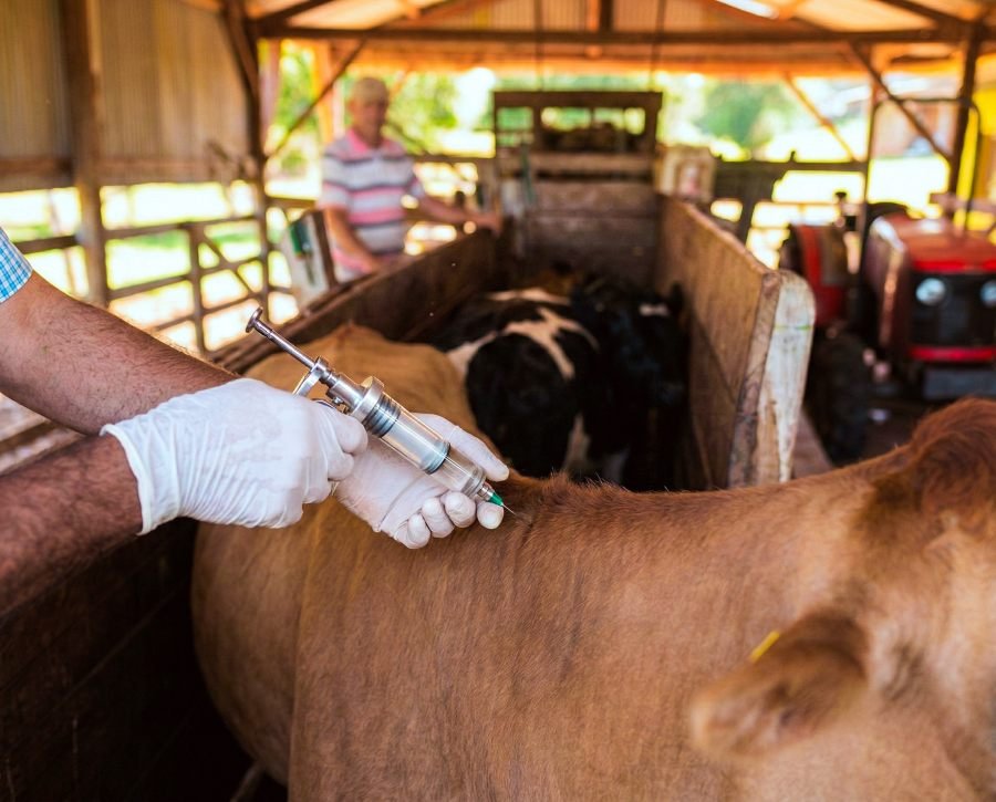 Inicia nueva Campaña de Vacunación contra Fiebre Aftosa y Brucelosis: Misiones refuerza su estatus sanitario y protege la ganadería