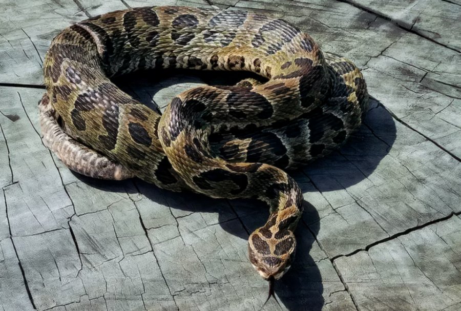 Alerta en la provincia de Entre Ríos: En 2025 aumentaron un 75% las mordeduras de serpientes yarará a personas