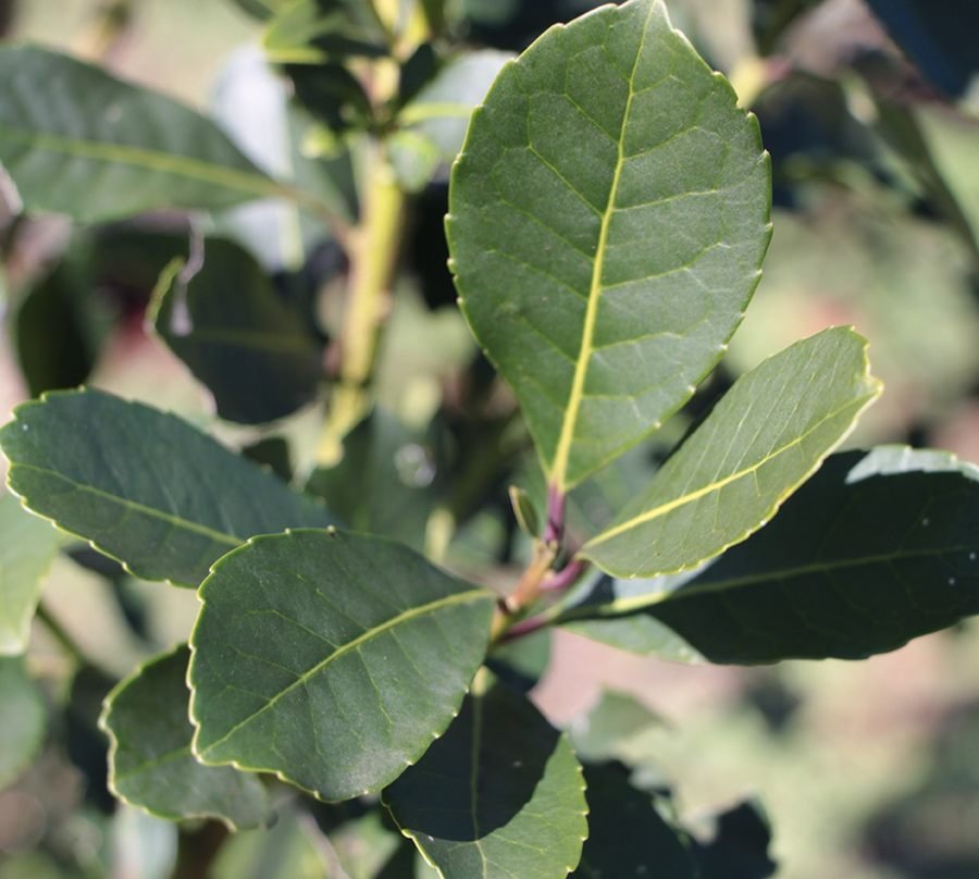 El INYM comienza el viernes una serie de Jornadas Itinerantes en la zona productora, en el Municipio misionero de Aristóbulo del Valle