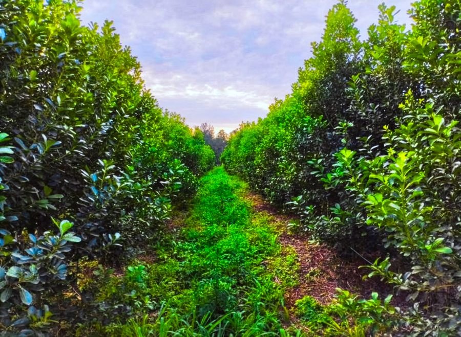 La yerba mate orgánica proyecta una rentabilidad del 34% y supera al modelo convencional