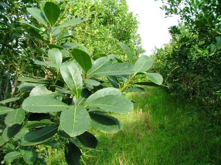 Actualización del Costo de Producción de la Hoja Verde de Yerba Mate