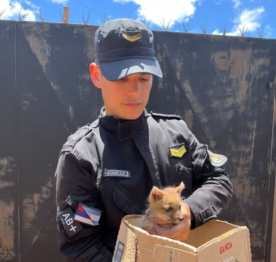 Apóstoles: Una mujer encontró a un cachorro de zorro jugando con sus perros y la Policía de Misiones  intervino para resguardarlo
