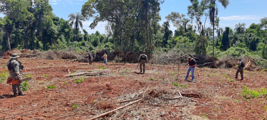 Policías impidieron la deforestación ilegal de un área nativa de Misiones